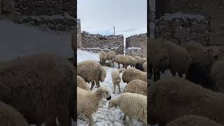 Çok Sogukk Koyunlara Yonca Verdik Kanslıma Abone Olmayı Unutmayın