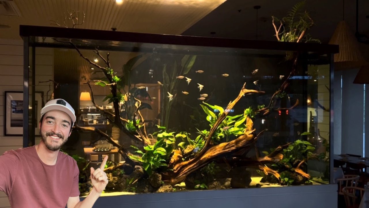 8ft Aquascape - 2 Month Showcase