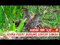 SUARA PIKAT AMPUH DAN JITU BURUNG SINTAR SAWAH 🔴 COCOK UNTUK PIKAT DAN BERBURU