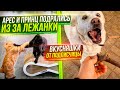 Выгуливаем всех собак в лесу. Драка в котизале. Пришли наполнители и вкусняшки от подписчицы.