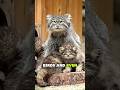 Did You Know These Secrets About Pallas Cat? 🤯🐱