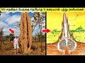 90 சதவிதம் பேருக்கு தெரியாத 5 கரையான் புற்று ரகசியங்கள் || 5 Amazing Termite Mound Facts