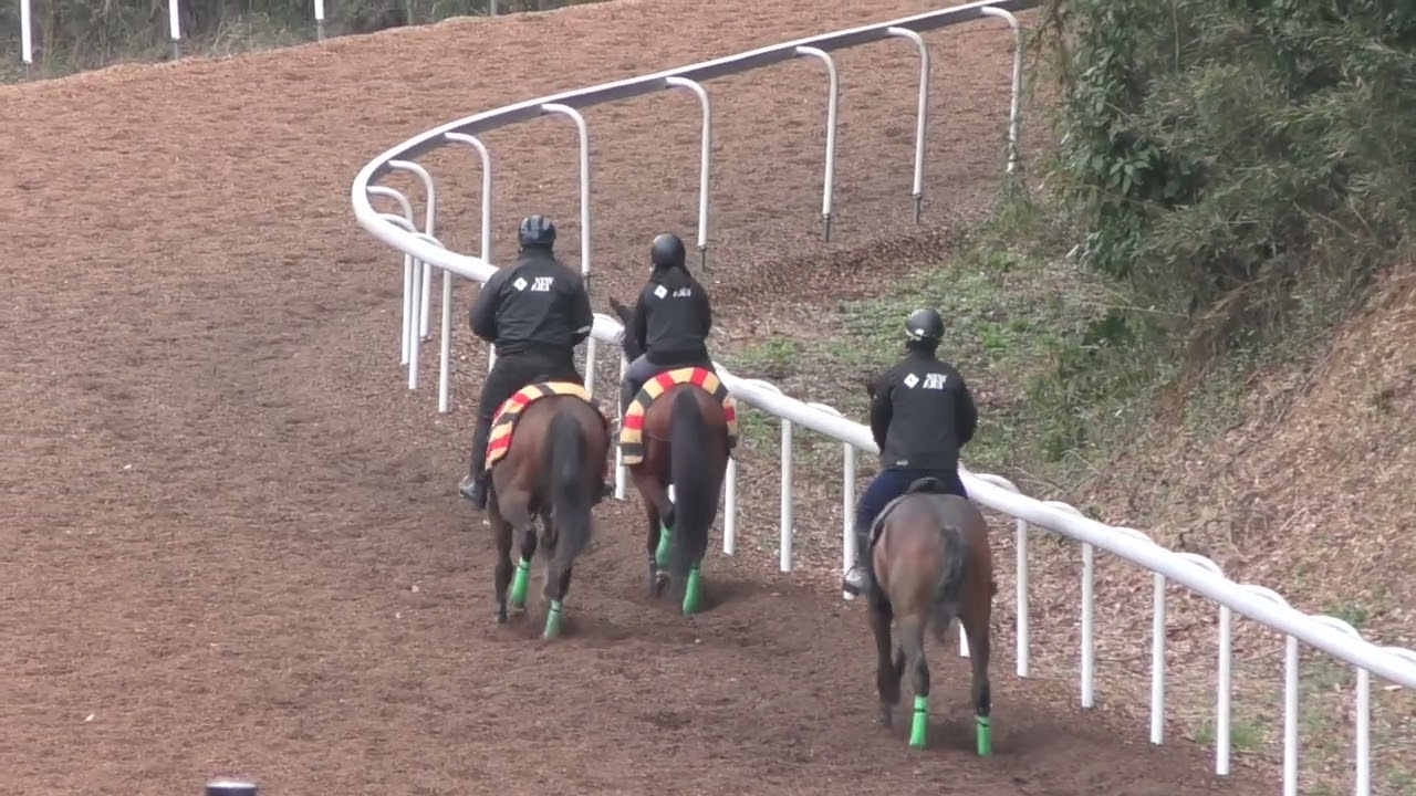 テイルエッジ（ニーズヘッグ2024）坂路向かって右（前から2頭目）19.2-18.1-17.8  260227撮影　ニューエラ在厩