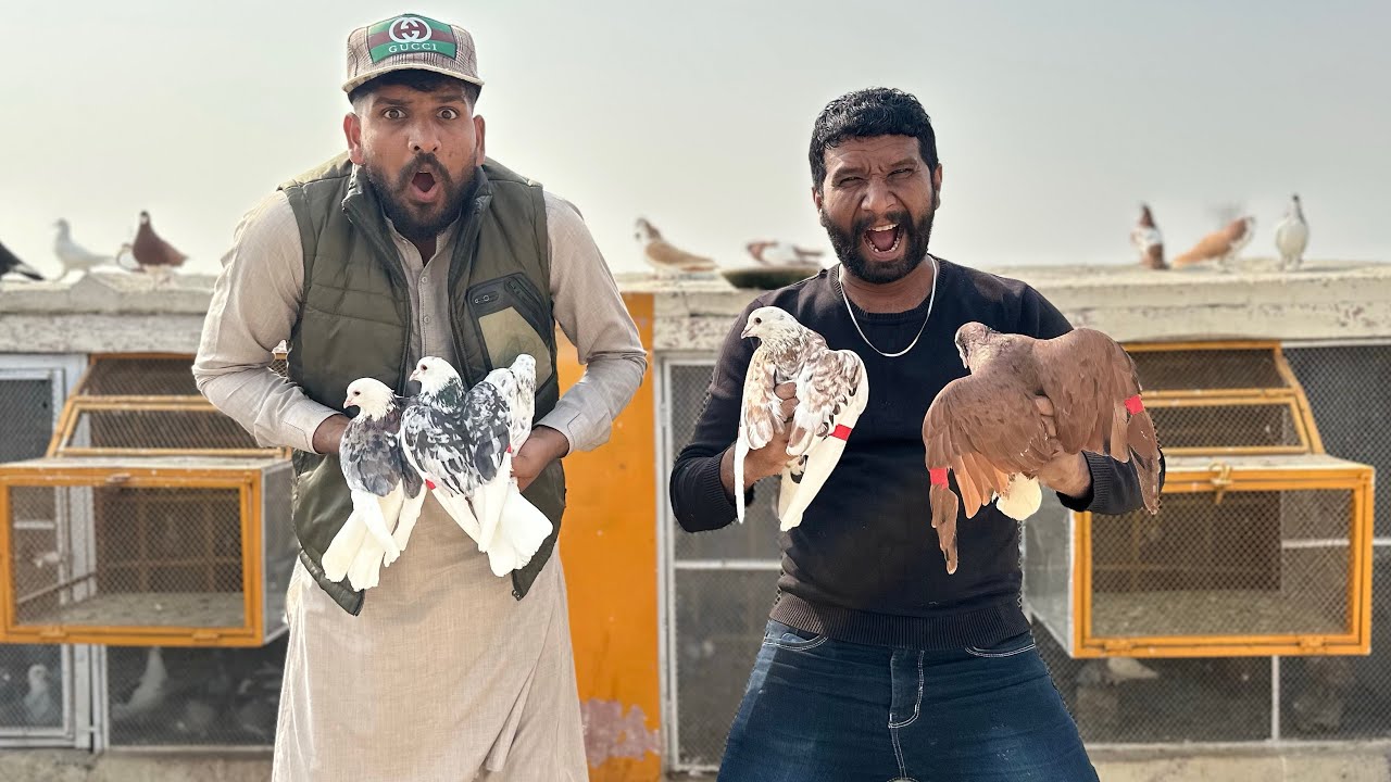 New kabutar lay aye or 2 kabutaron ko open kar diya or ya Kia hua😳😱