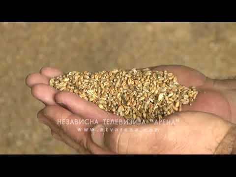 Video: Da li brašno ima pšenicu?