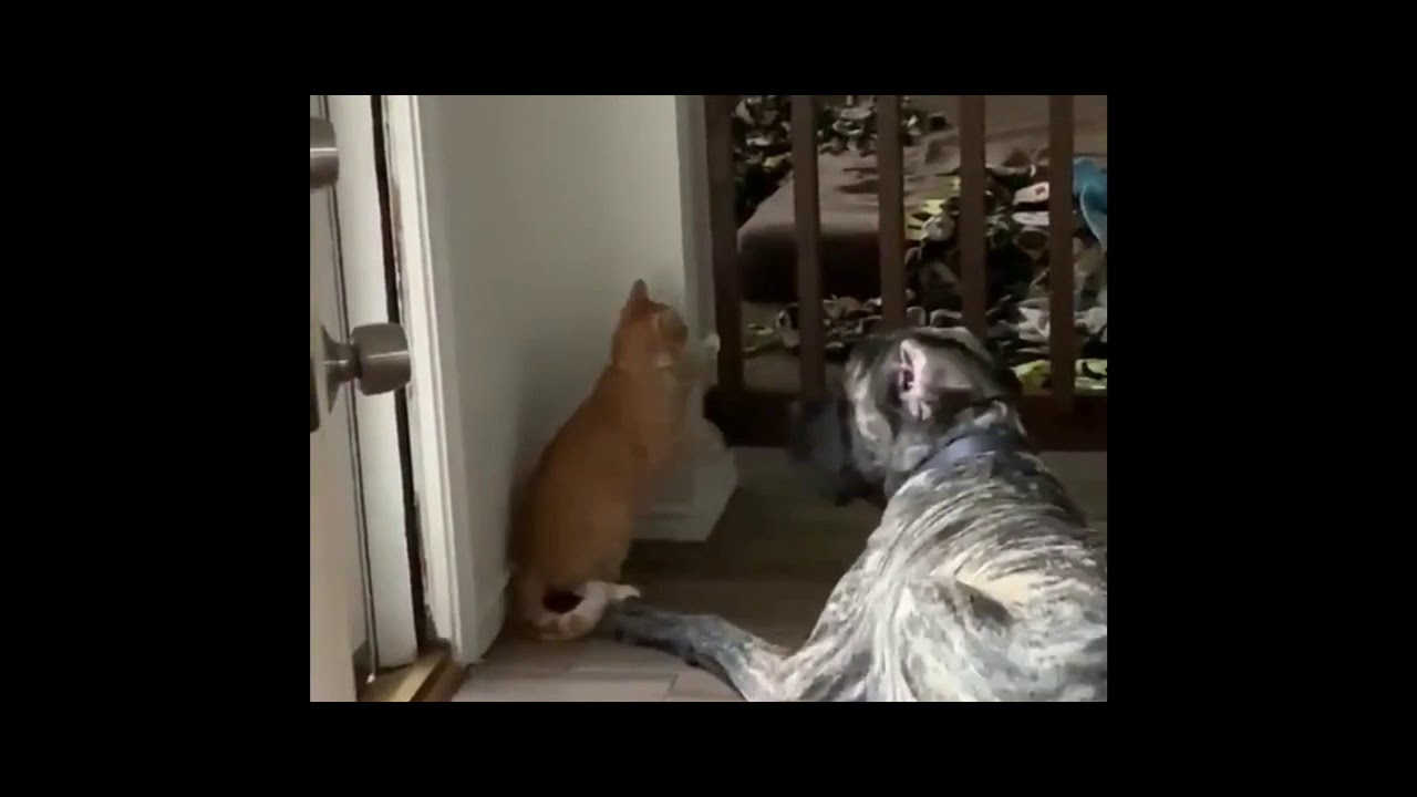 Funny pets - YouTube