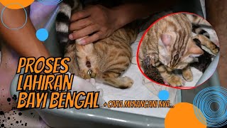 Proses Lahiran Bayi Kucing Bengal Megi