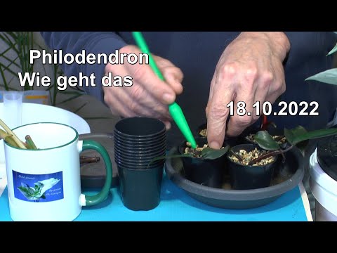 Video: Wie man Philodendron-Pflanzen vermehrt
