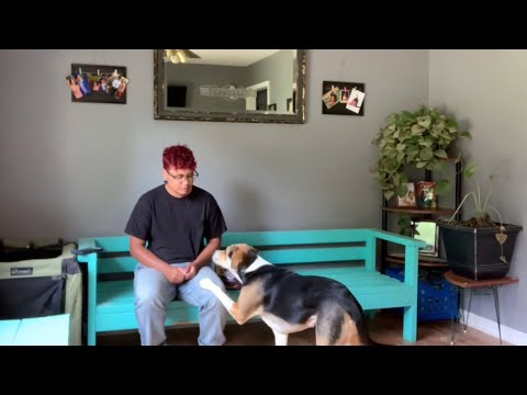 Video: UREGENT: BigBark pripomína lieky na psov kvôli možnej kontaminácii salmonelou