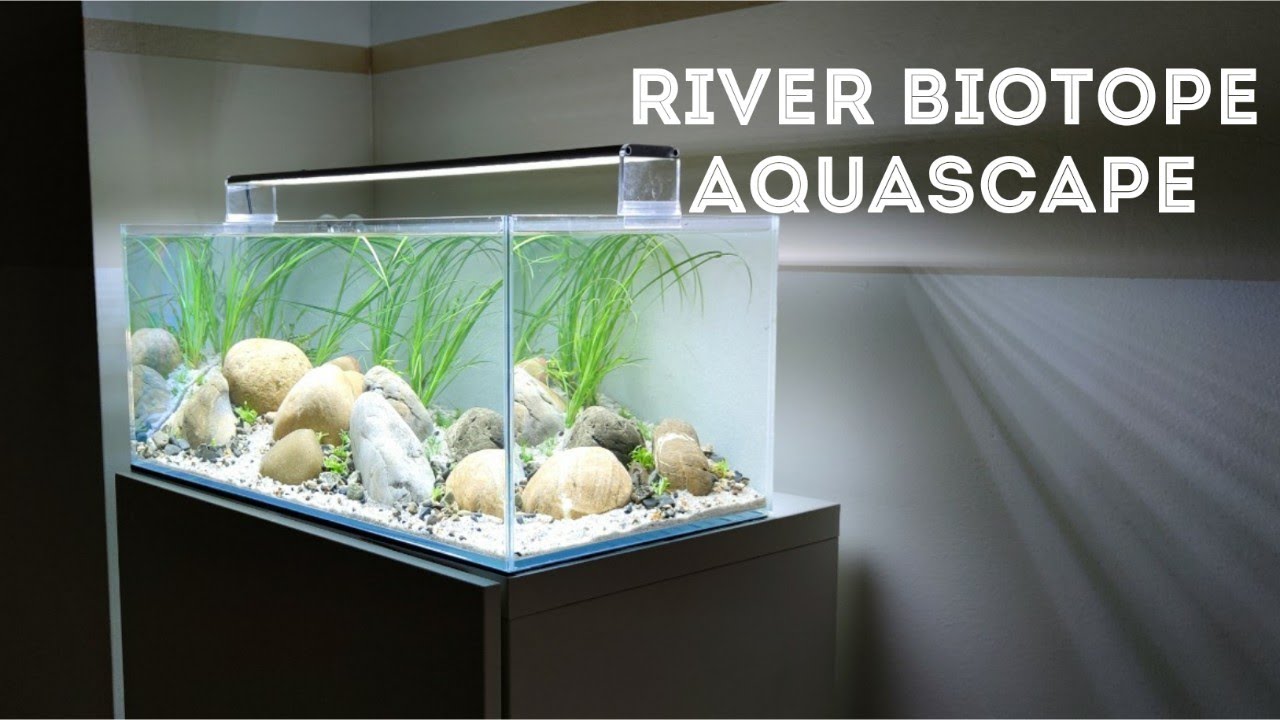 How to Aquascape a River Biotope Aquarium (Step by Step Tutorial) YouTube