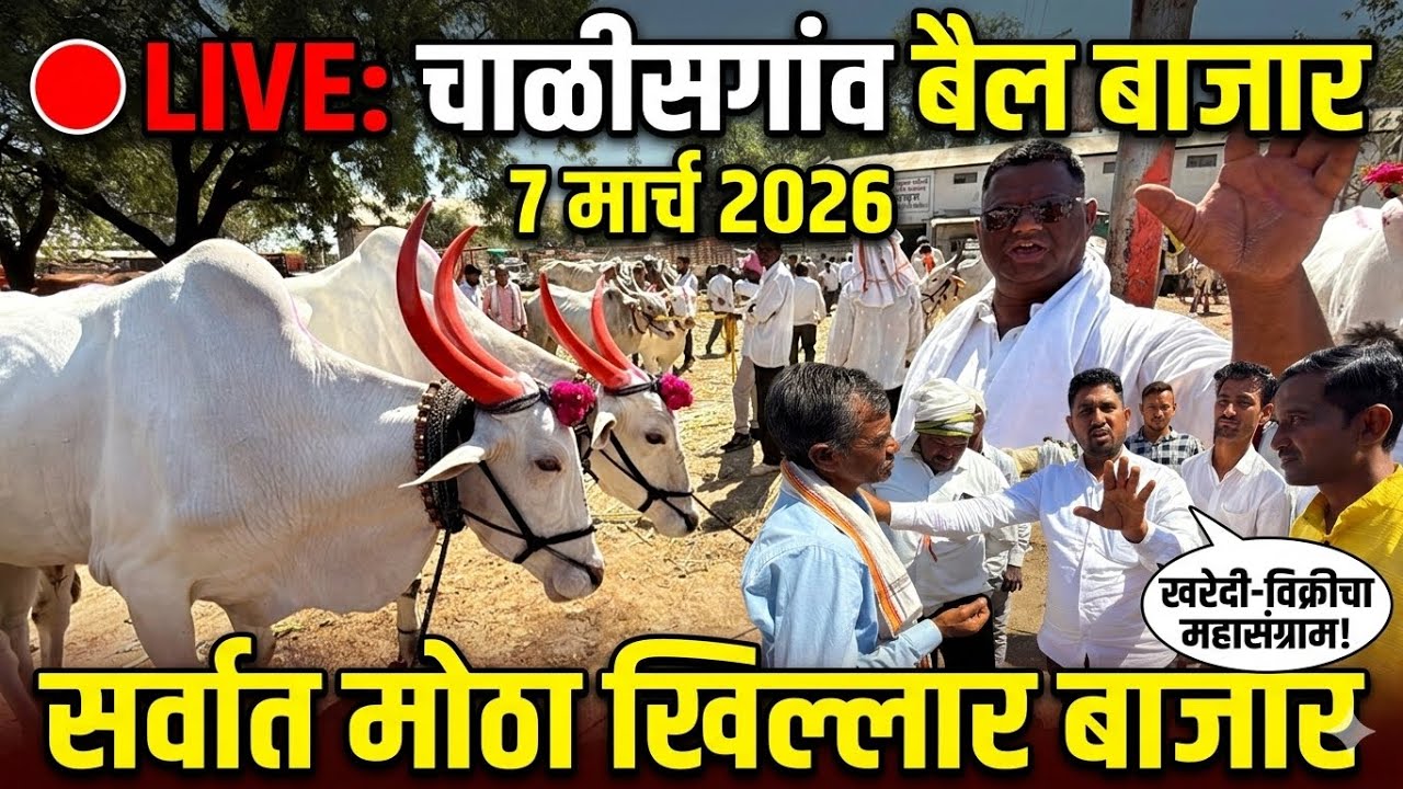 चाळीसगाव बैल बाजार live 🔴 7 मार्च 2026 Chalisgaon bail bajar खिल्लार बैल बाजार #चाळीसगावबैलबाजार 