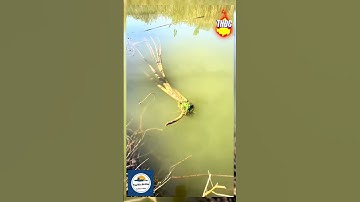 Mồi Xả Câu Cá Thế Hệ Mới #taphoadocau #fishing #caucathugian #dammecauca #fishinglife #cauca