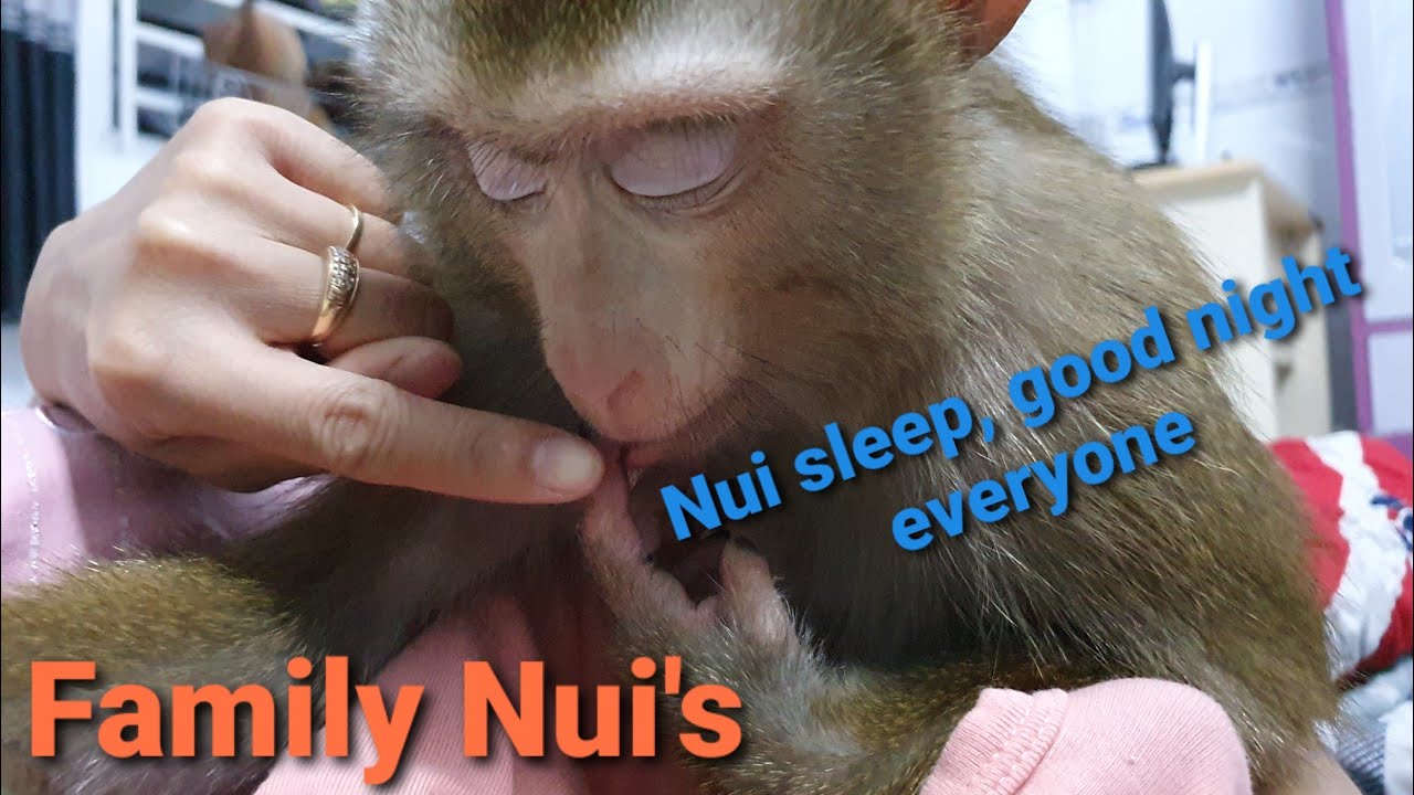 Family Nui's | Nui sleep, good night everyone