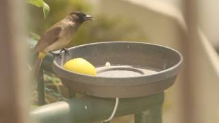 Dark Capped Bulbul eating an apple