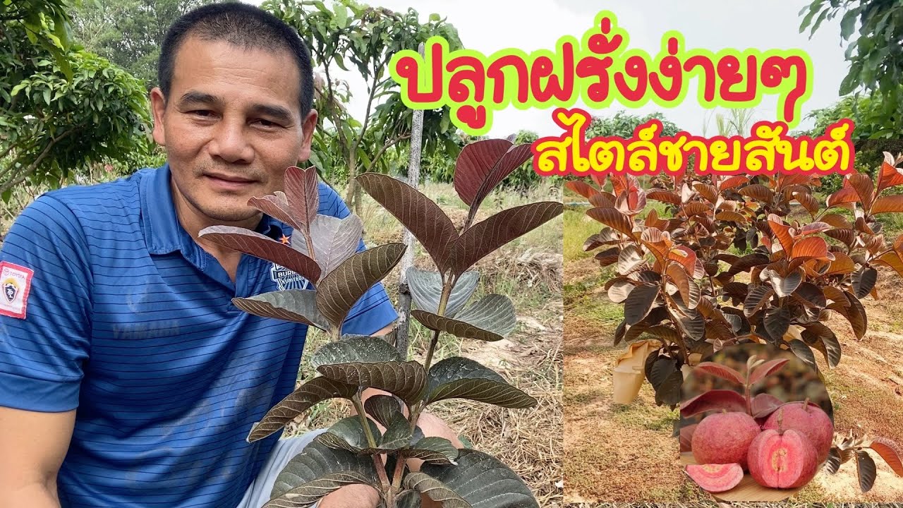 EP.02 ฝรั่งแดงอโยธยา3 ปลูกง่ายๆ สไตล์ชายสันต์