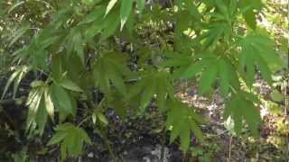 Outdoor Grow   August 10 2012   Part 4