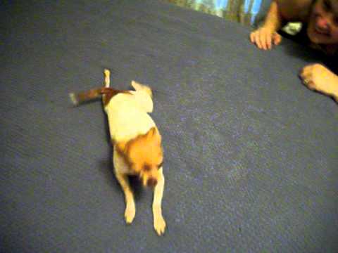 Funny Chihuahua Dog Doing The Belly Crawl Youtube