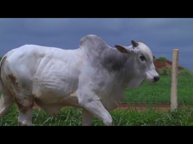 LOTE 42   9111 OK mp4