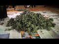 How to harvest dry and cure cannabis