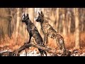 Dutch Shepherd  Super Protection