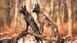 Dutch Shepherd  Super Protection by Lovers of Dogs 268,461 views 6 years ago 2 minutes, 44 seconds