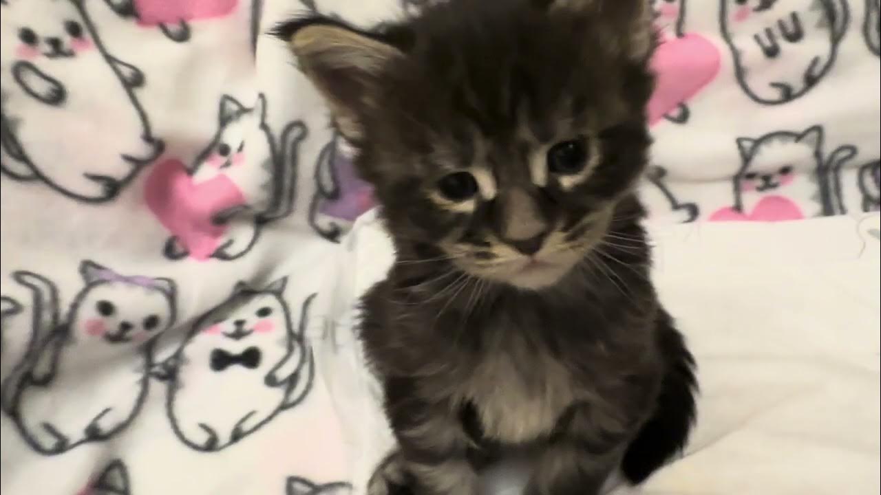 Котята мейн кун неделя. Котята мейн кун неделя