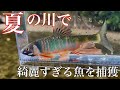 夏の綺麗な川でガサガサしてみると…?【ガサガサ・小物釣り】