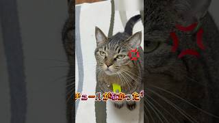 チュールのおみやげを忘れた母ちゃんにクレームをいう【保護猫】ミルコ#shorts#保護猫#猫のいる生活