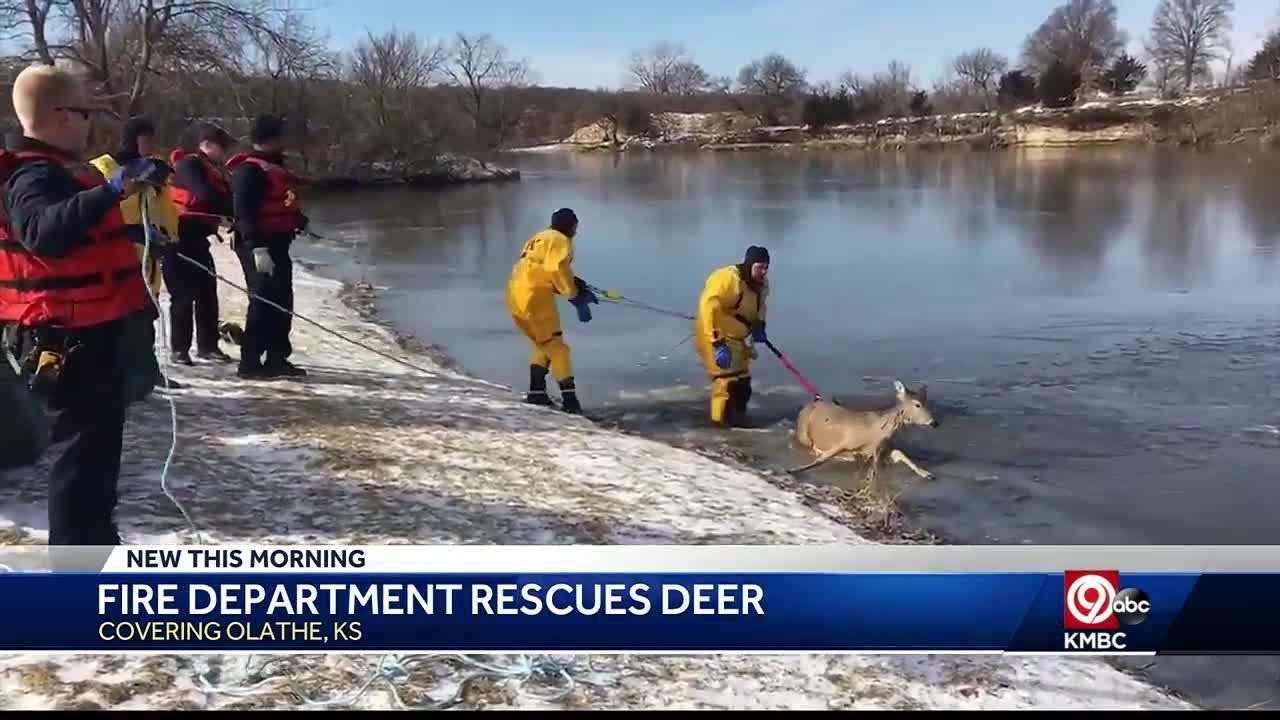 Olathe firefighters rescue deer from icy Lake Olathe