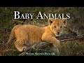 Baby animals 4k  amazing world of young animals  scenic relaxation film