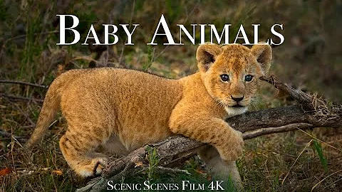 Baby Animals 4K - Amazing World Of Young Animals | Scenic Relaxation Film - DayDayNews