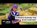 Hmong singing  recording earth