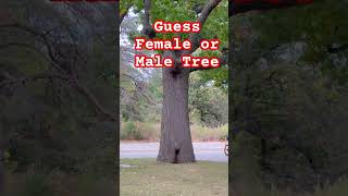 Guess Female or Male Tree hongkongvlog travel guess highpark toronto outdoors