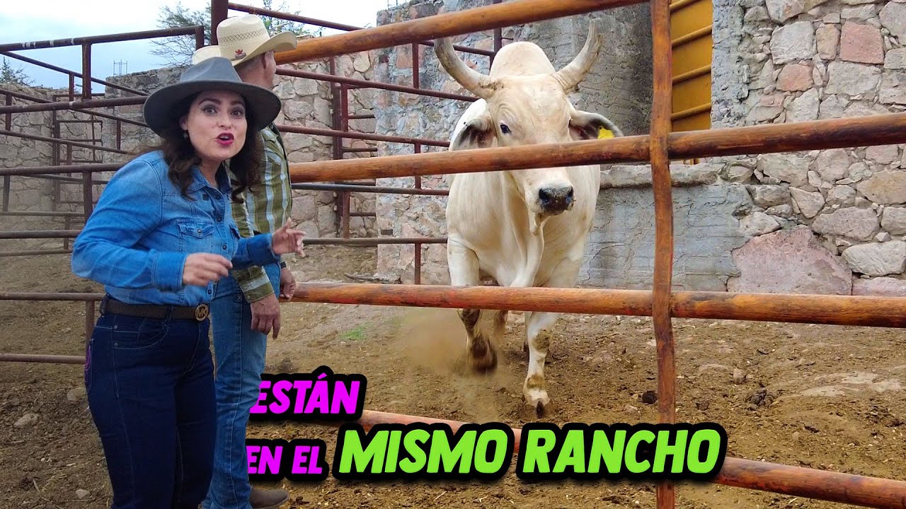 HUGO PEDRERO, único mexicano CAMPEÓN  MUNDIAL de MONTAS y “EL FANTASMA” el TORO casi INVICTO | ALMAC