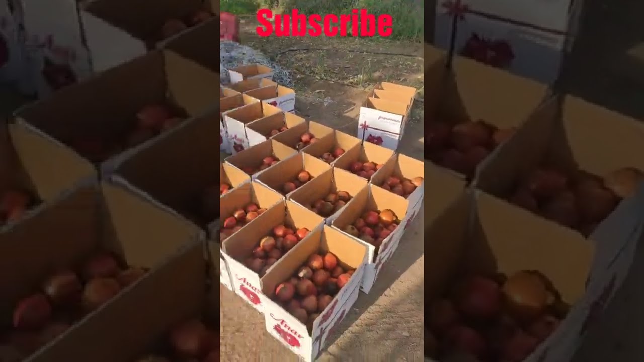 melograno wonderful fruits for harvesting