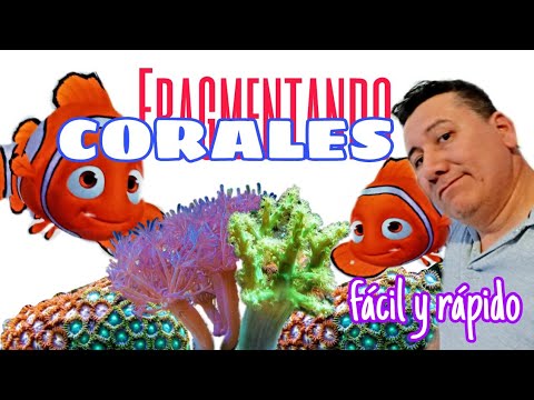 Video: ¿Puedes poner fragmentos de coral?