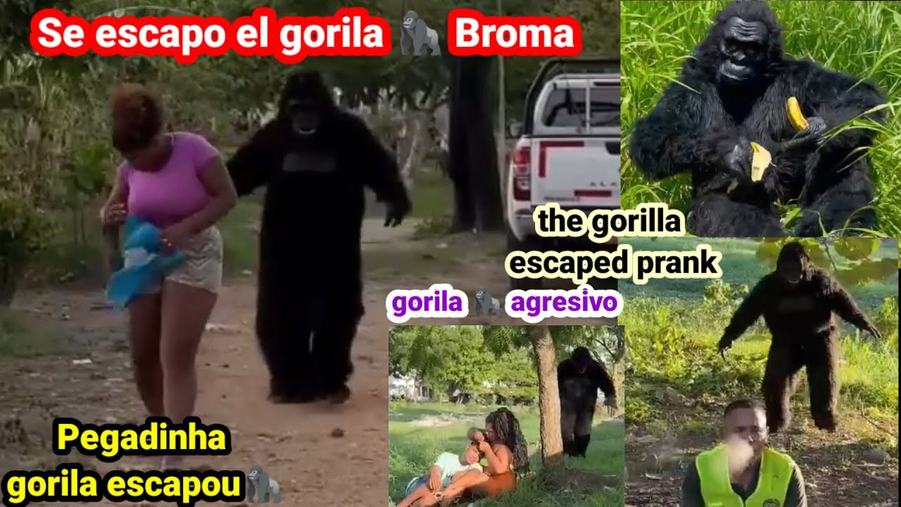 Broma del gorila agresivo 🦍/ pegadinha gorila escapou / The gorila escaped prank