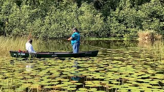 Climate change affects wild rice in Michigan as tribes strive for restoration Net Worth