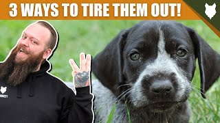 3 Tips To Tire Out Your GERMAN SHORTHAIRED POINTER Puppy