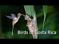 Birds of costa rica