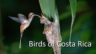 Birds of Costa Rica.