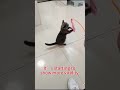 The Healing Journey of a Stray FIP Kitten #fip #cat #gs441524 #cathealth #fipwarrior