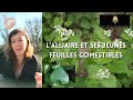 Lalliaire la rcolte de ses jeunes feuilles  comestibles cest maintenant