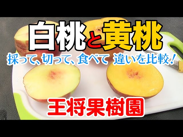 Osho Orchard: Picking, Slicing, and Eating White and Yellow