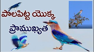 పాలపిట్ట యోక్క ప్రముఖత | Importance of Pala Pitta | Dassera | Vijayadashami 2021 | SPY TV