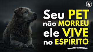 SEU ANIMAL DE ESTIMAÇÃO MORREU Descubra o que acontece com o ESPÍRITO dele.