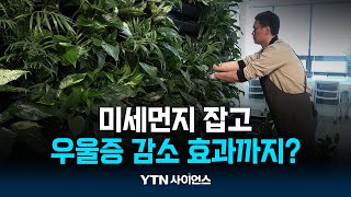 미세먼지 잡고 치유효과 높이고...일석이조 '수직정원'  | 과학뉴스 24.04.24