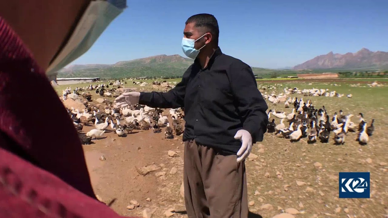 هاووڵاتییه‌ك زیاتر له‌ پێنج هه‌زار مراوی له‌ گونده‌كه‌ی به‌خێو ده‌كات