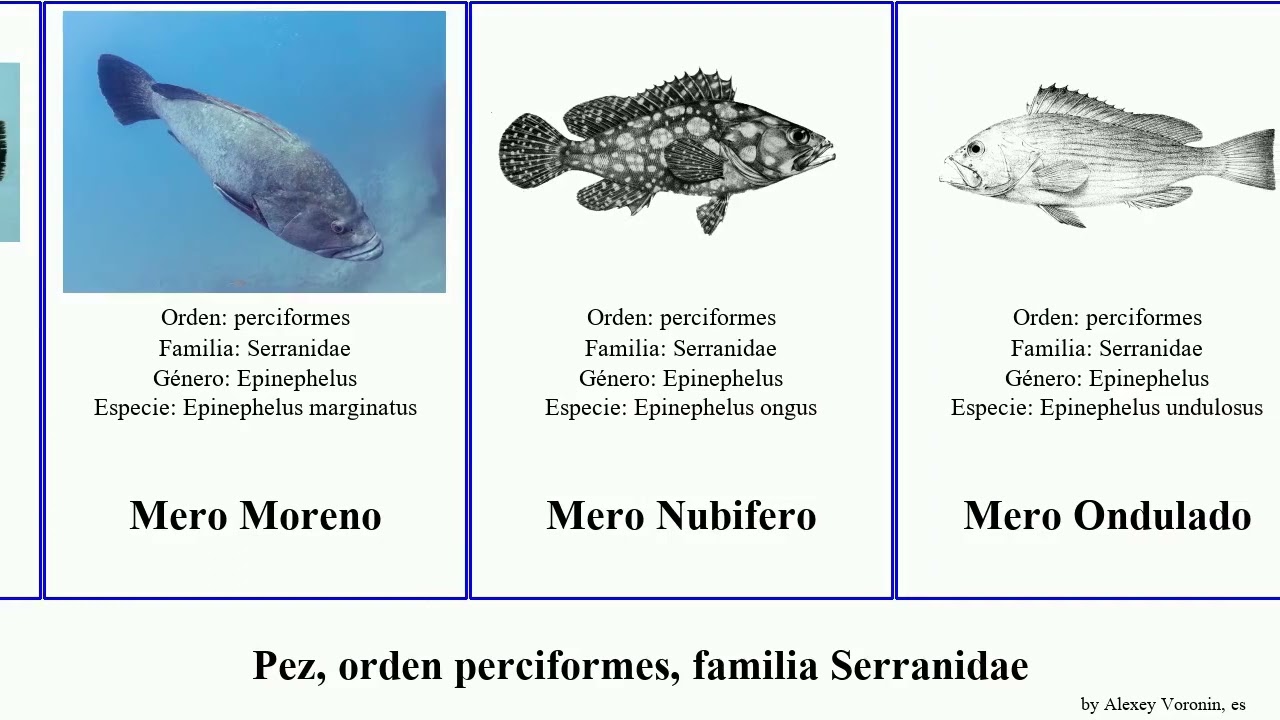 Pez, orden perciformes, familia Serranidae mero epinephelus fish lori gemma obama bicolor striata