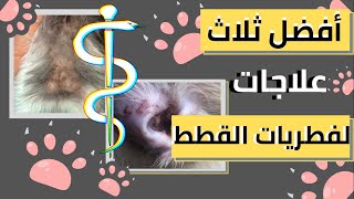 علاج فطريات القطط | 3 أدويه مضمونه في خلال 7 أيام النتيجة مذهلة دون الذهاب للطبيب